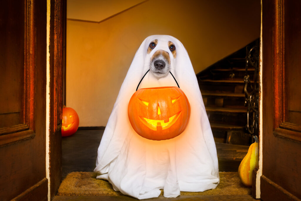 6 Real Life Halloween Horrors Found Inside Self Storage Units